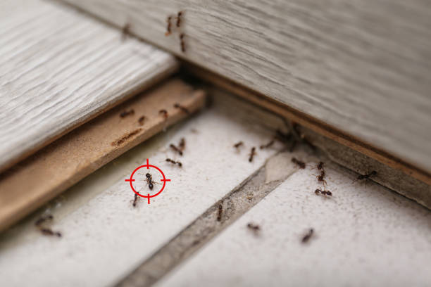 Best Affordable Pest Control Services  in Haskell, OK